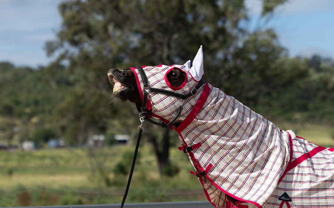 Let's talk covering horse's ears.