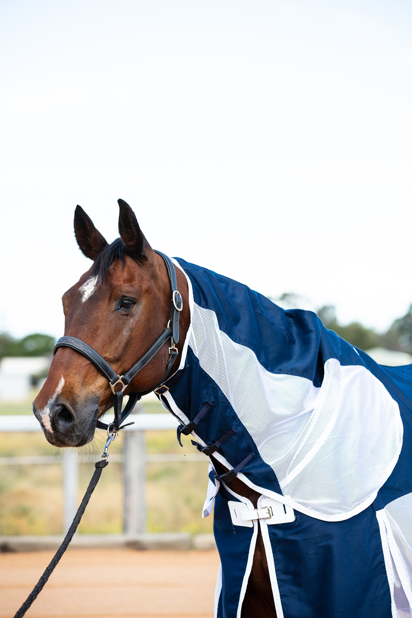Earlwood Rugs