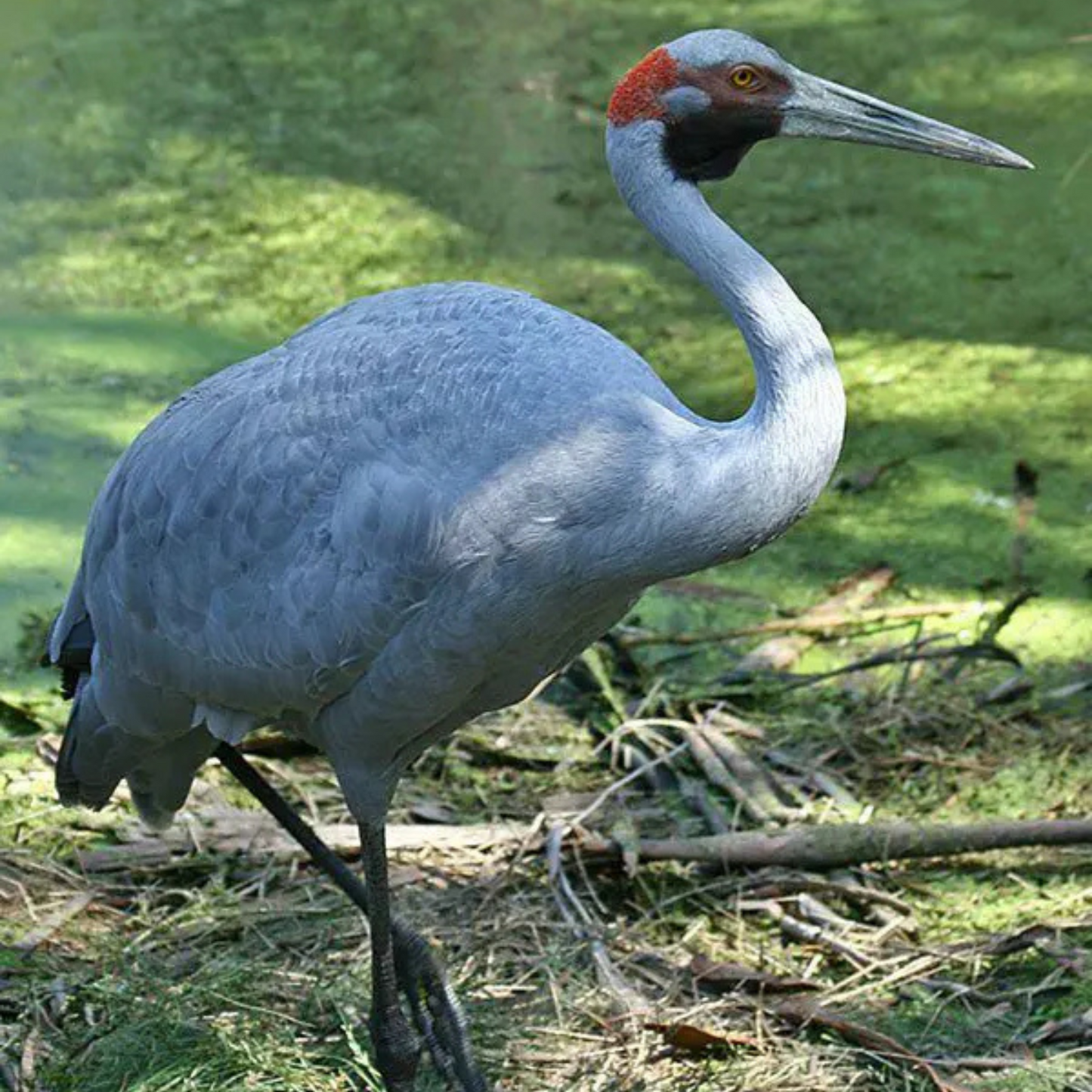 Earlwood Mesh Show Combo BROLGA