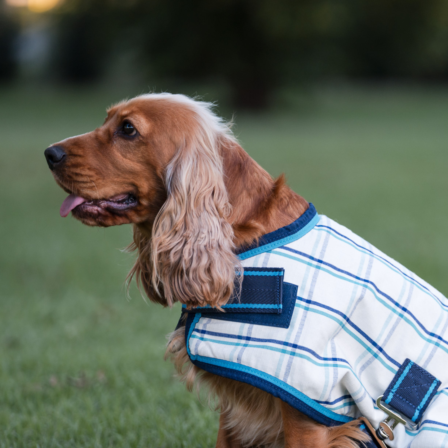 Earlwood Dual Season WOOL Lined DOG Rug