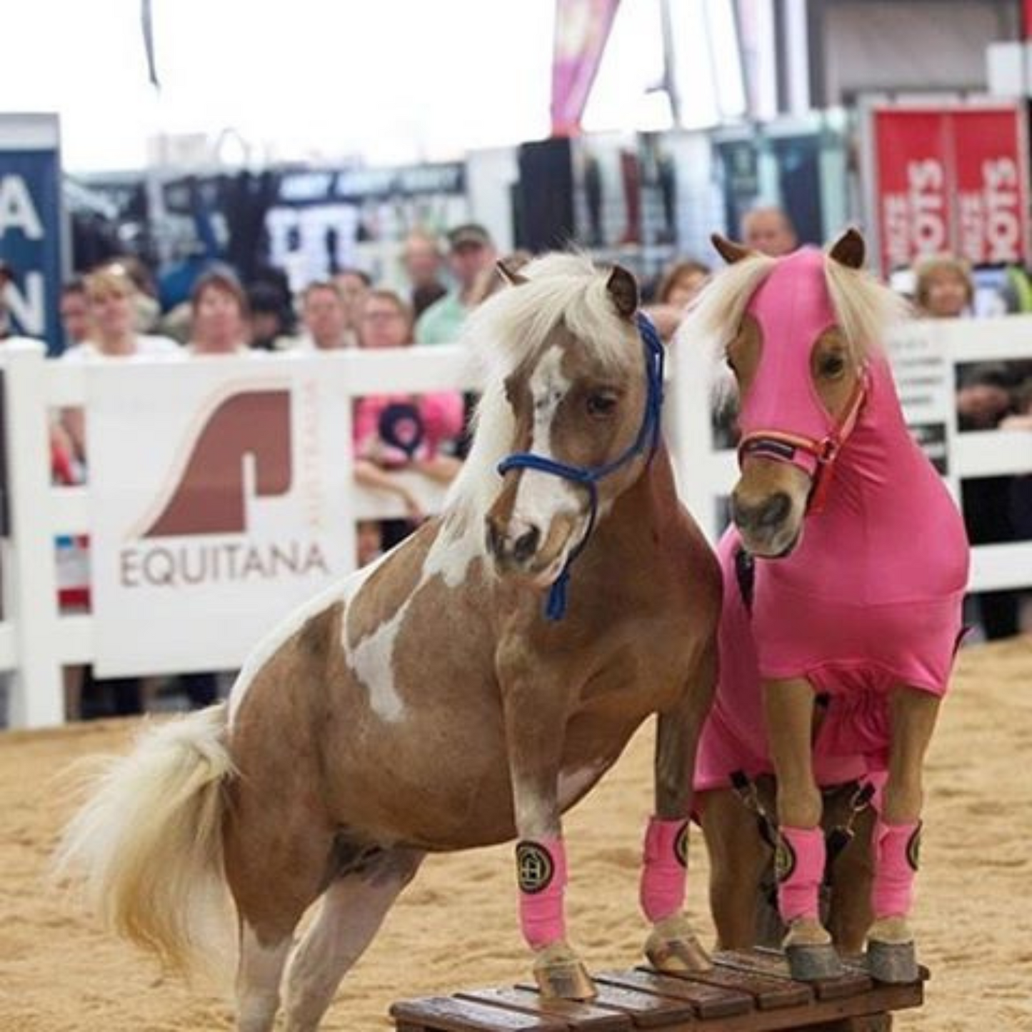 HorzeBodz Mini - with EARS