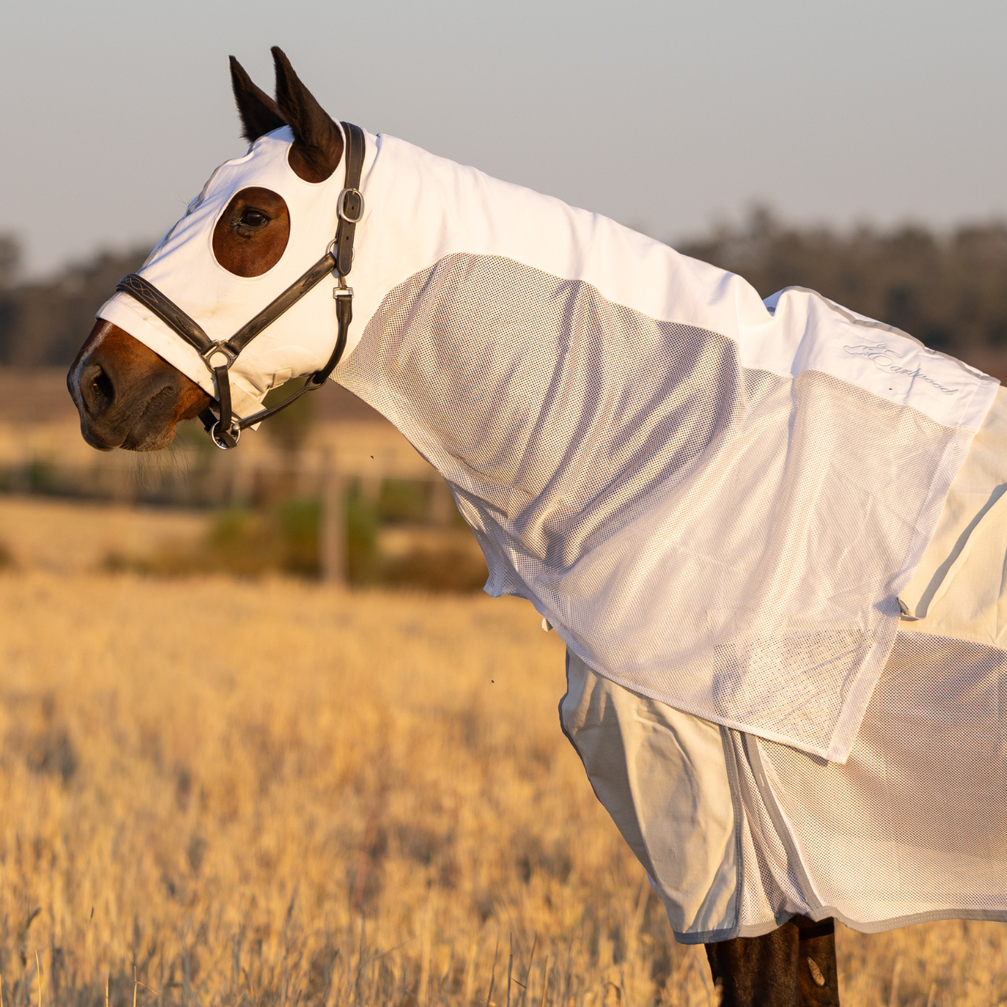 PREORDER Earlwood Seagull MESH Hood