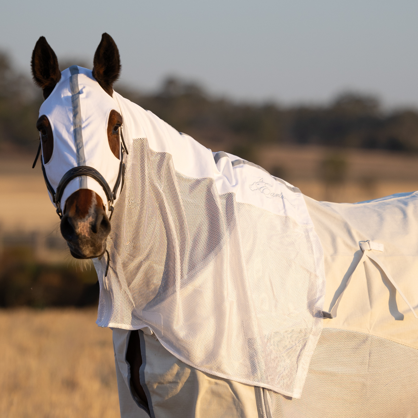 PREORDER Earlwood Seagull MESH Hood