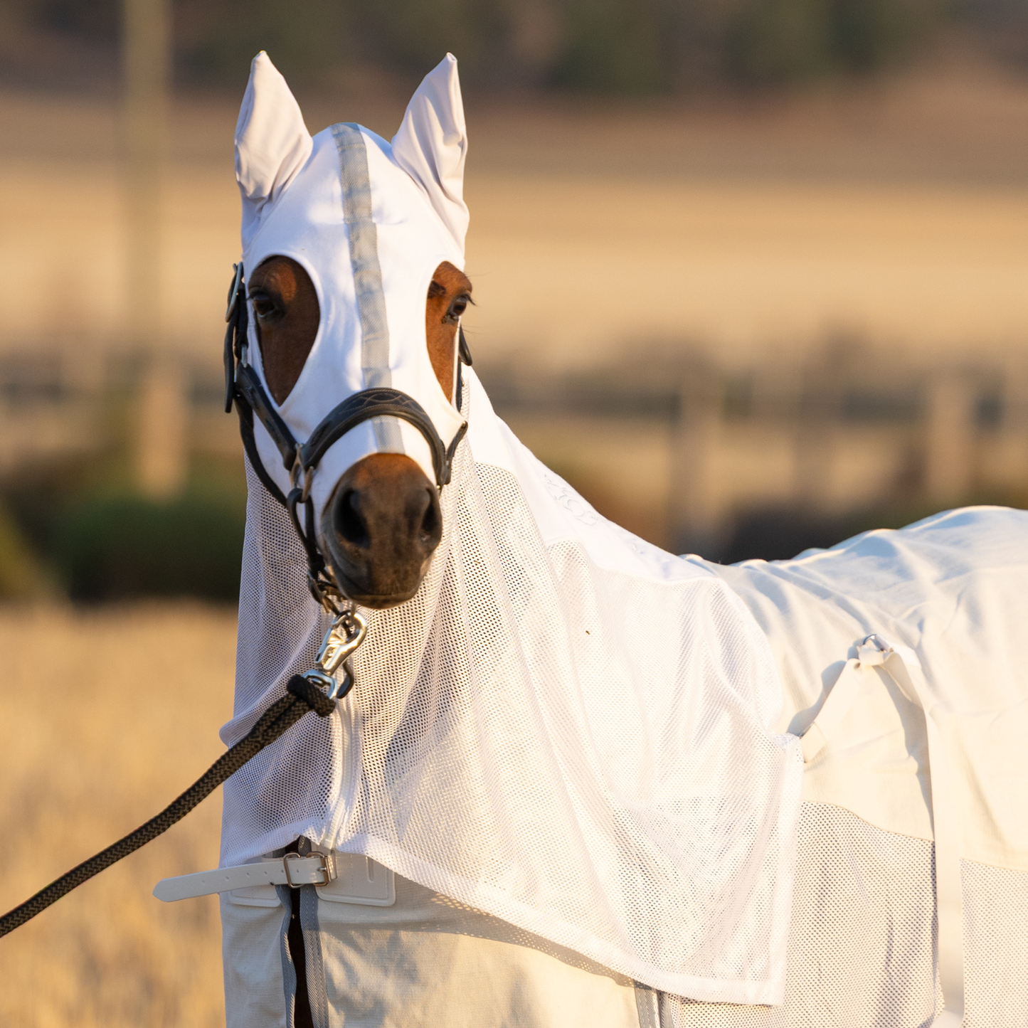 PREORDER Earlwood Seagull MESH Hood