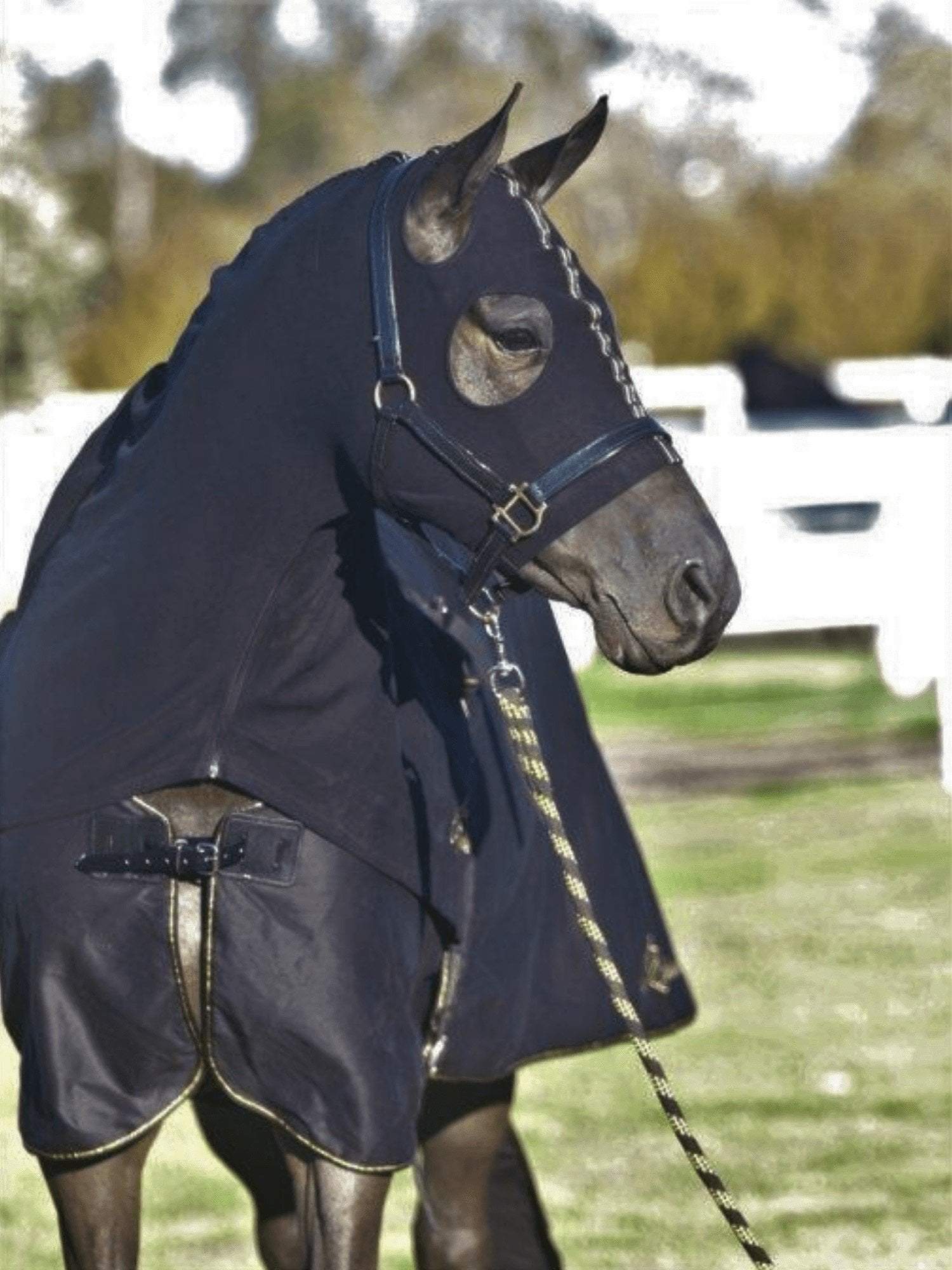 Horses in Earlwood Black Label Cotton Show Rug