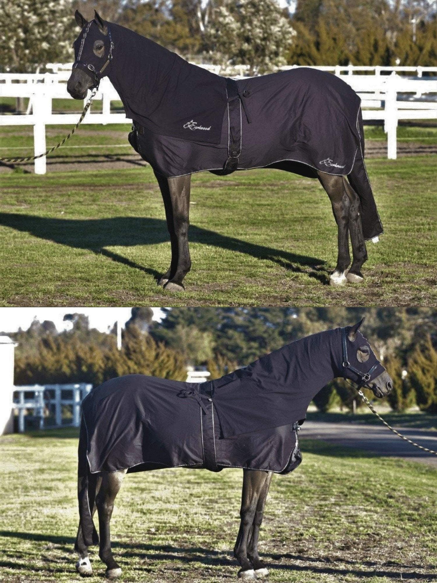 Horses in Earlwood Black Label Cotton Show Rug