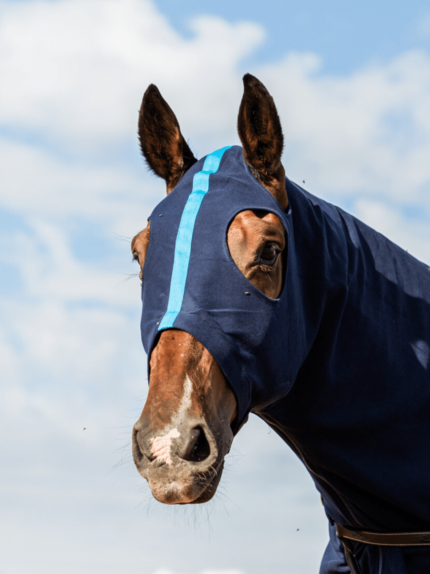 Earlwood Navy/Electric Blue Hood - ZIPPED UP!