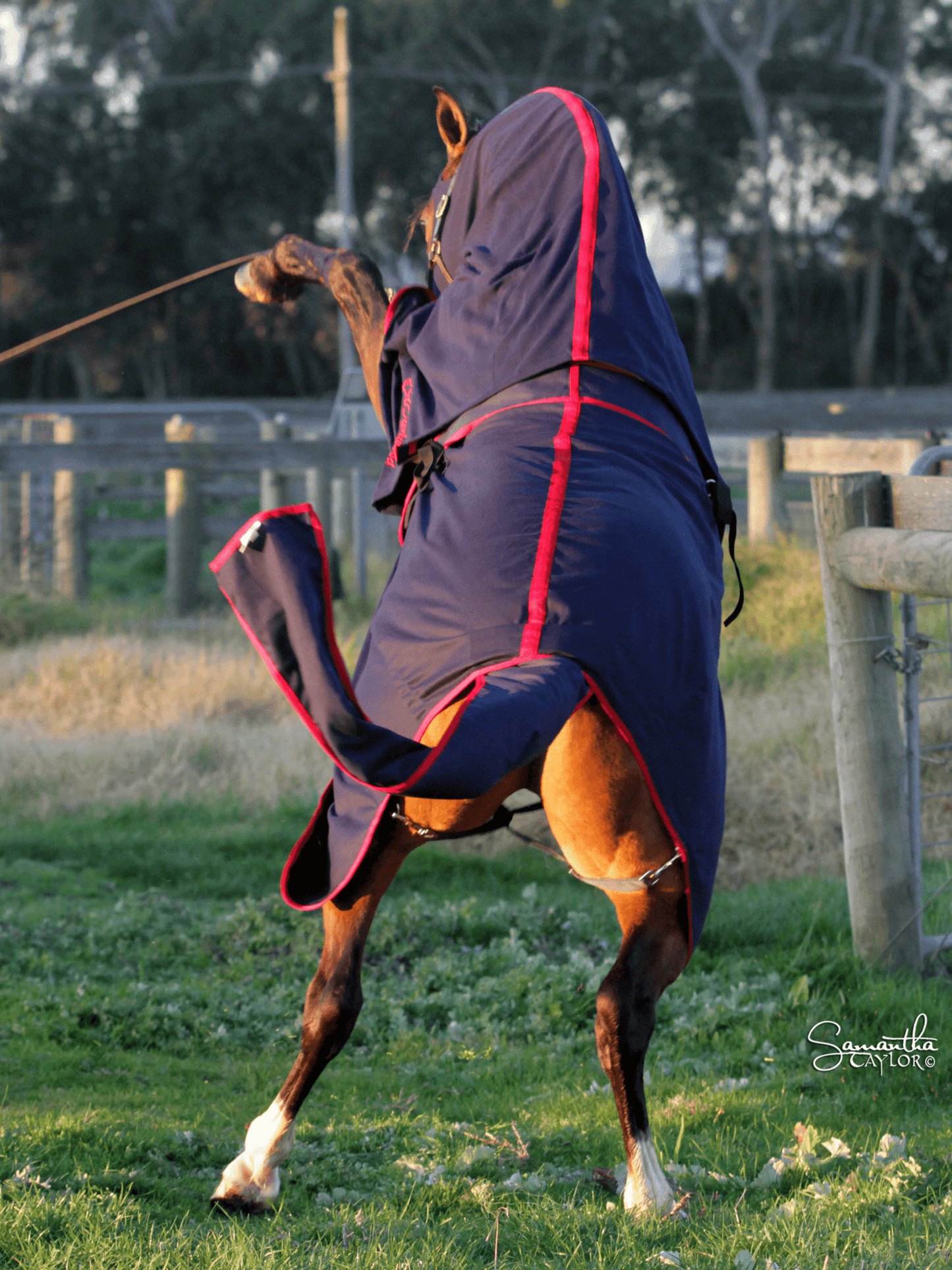 Horses in Earlwood Cotton Show Rug (Head and tail only)