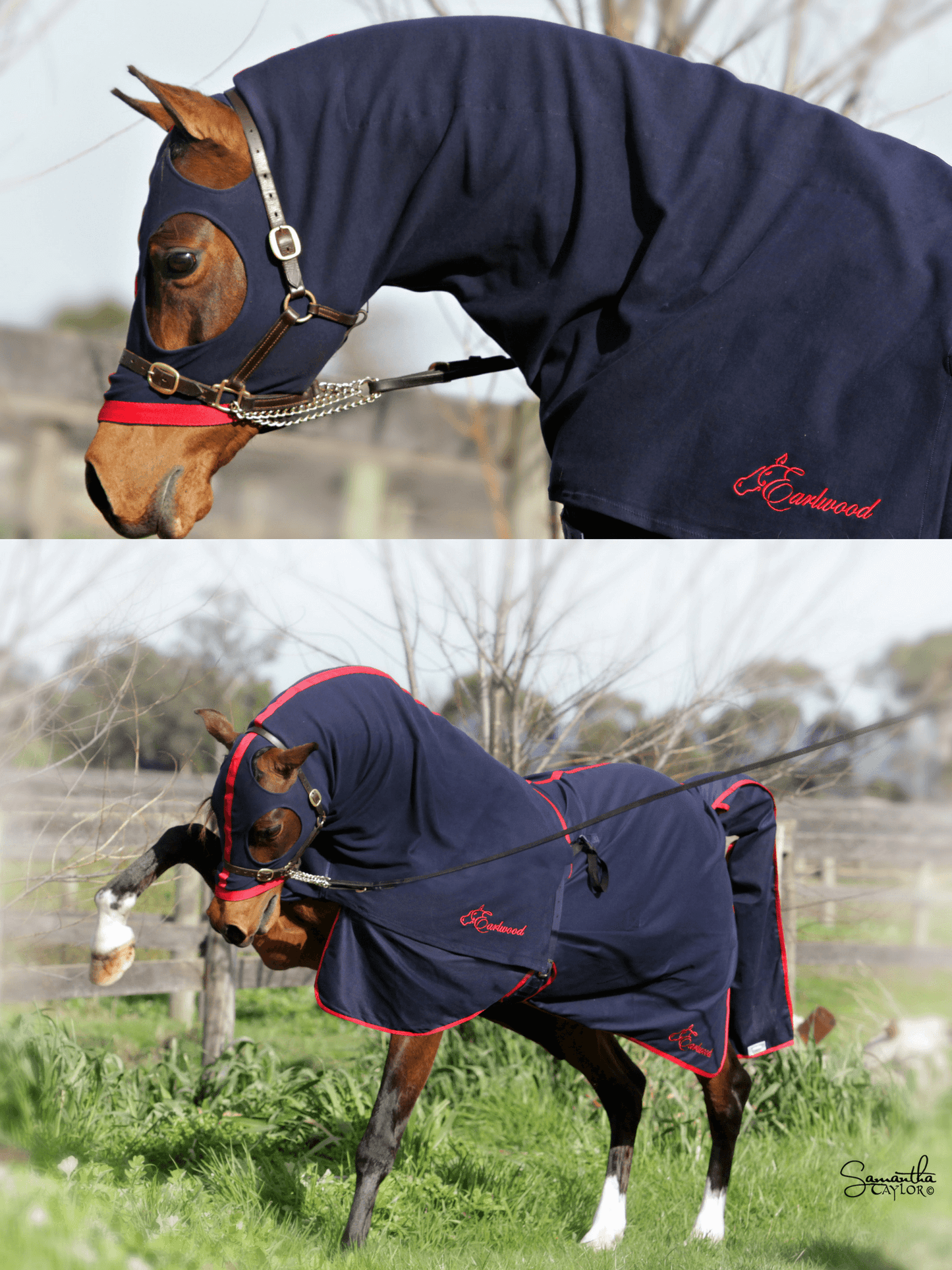 Horses in Earlwood Cotton Show Rug (Head and tail only)
