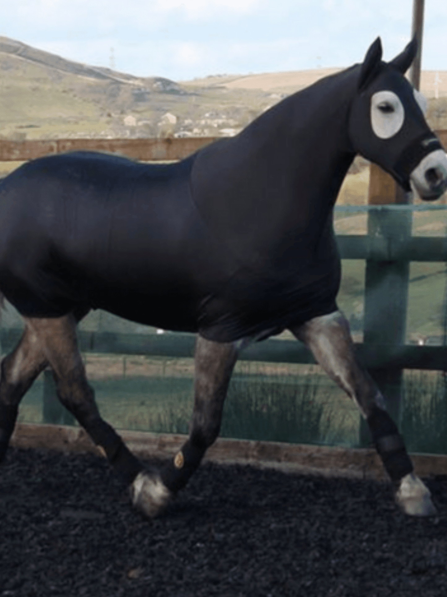 Horse wearing Black HorzeBodz with EARS