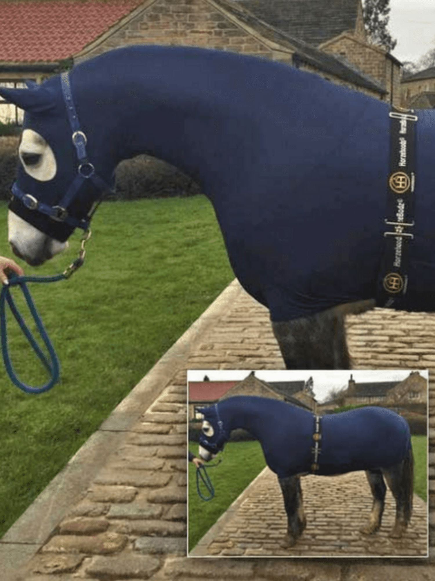 Horse wearing Navy HorzeBodz.