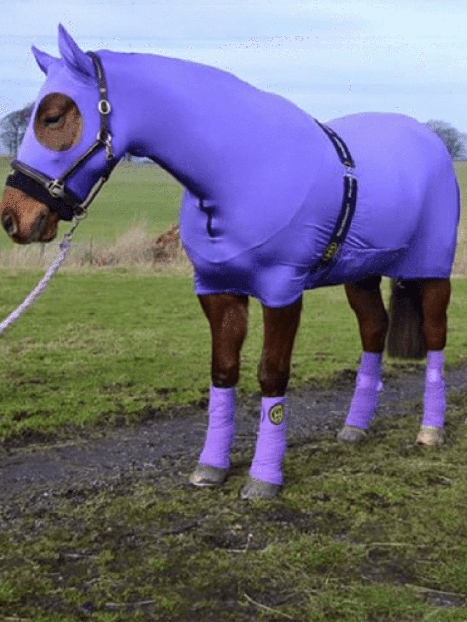 Horse wearing King blue HorzeBodz with EARS