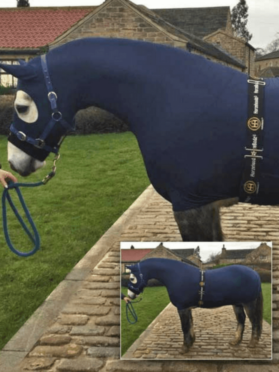 Horse wearing Navy HorzeBodz.