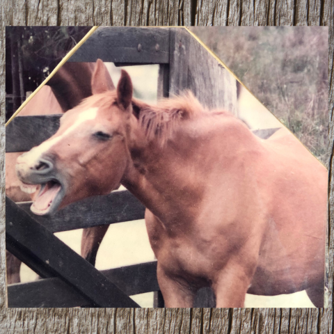 My first mustering day & an Earlwood family update!