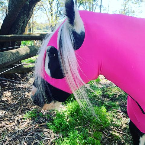 'Gemma' the Gypsy Cob reviews Horzehoods for hair styles & maternity wear!