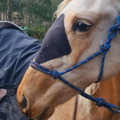 Earlwood Rugs and Hoods help Kasey's injured horses.