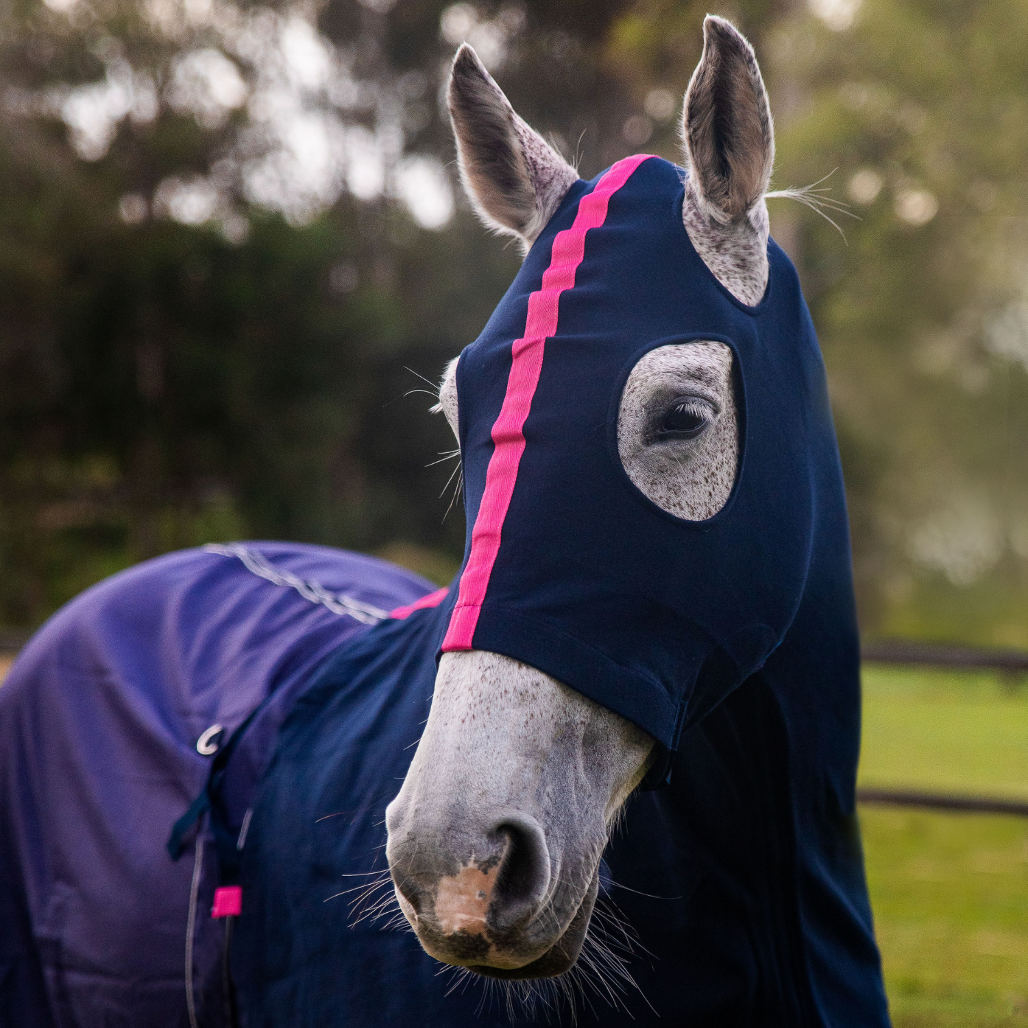 Navy Earlwood Hood Collection