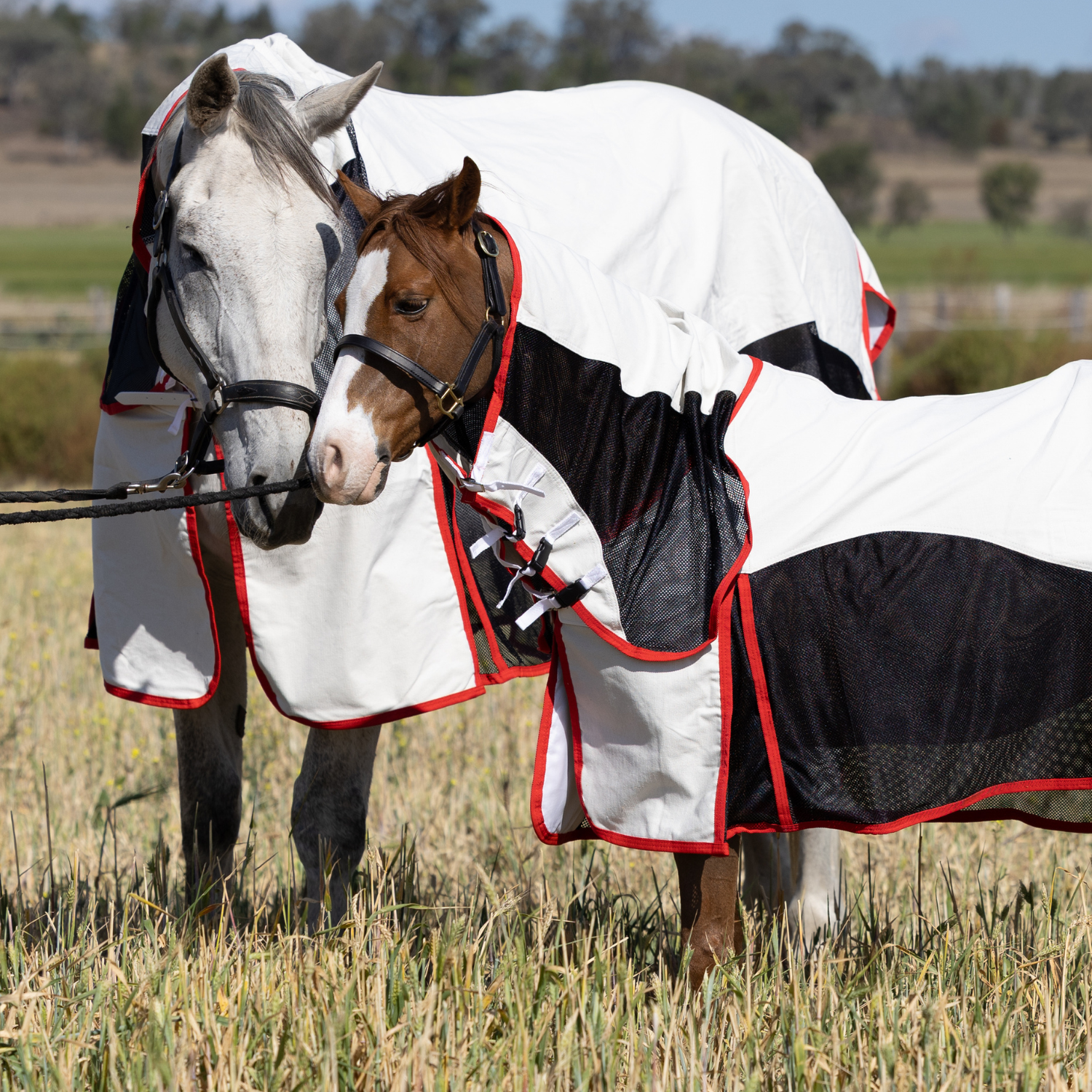 Summer Collection 2025/2026