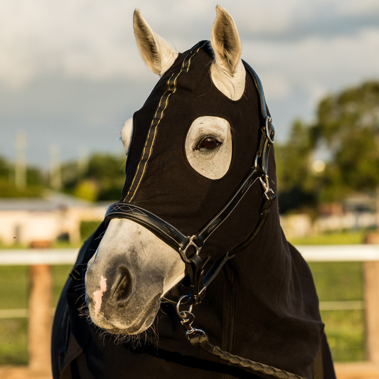 Earlwood Black-GOLD Cotton Show Rug (Rug & Tail Bag only)