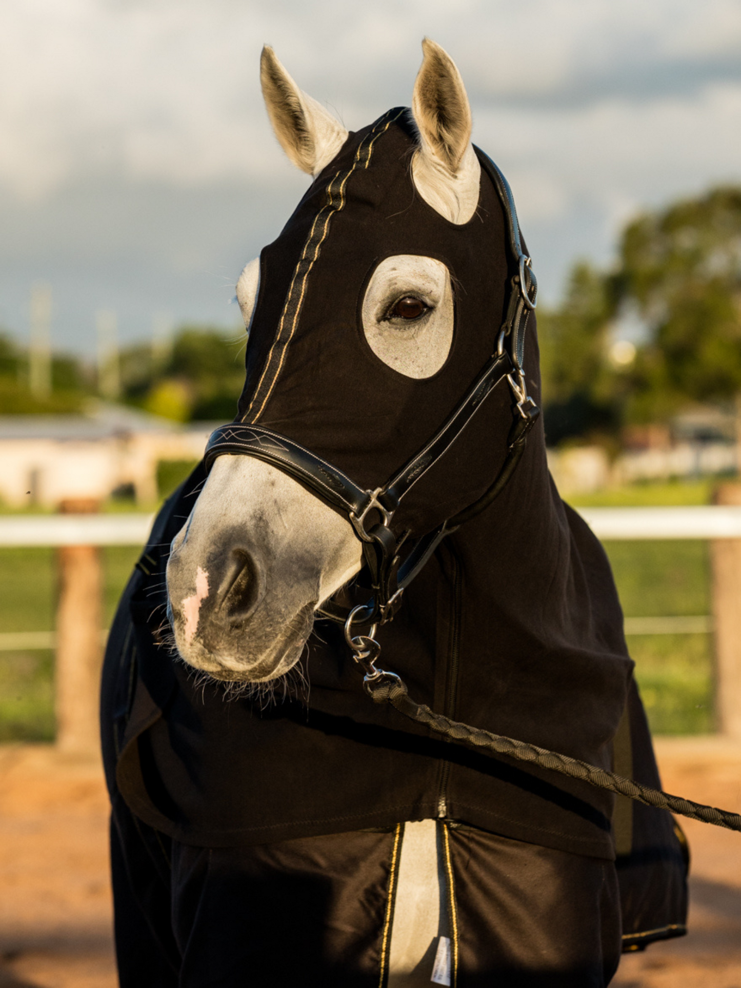 Earlwood Black-GOLD Cotton Show Rug (Rug & Tail Bag only)