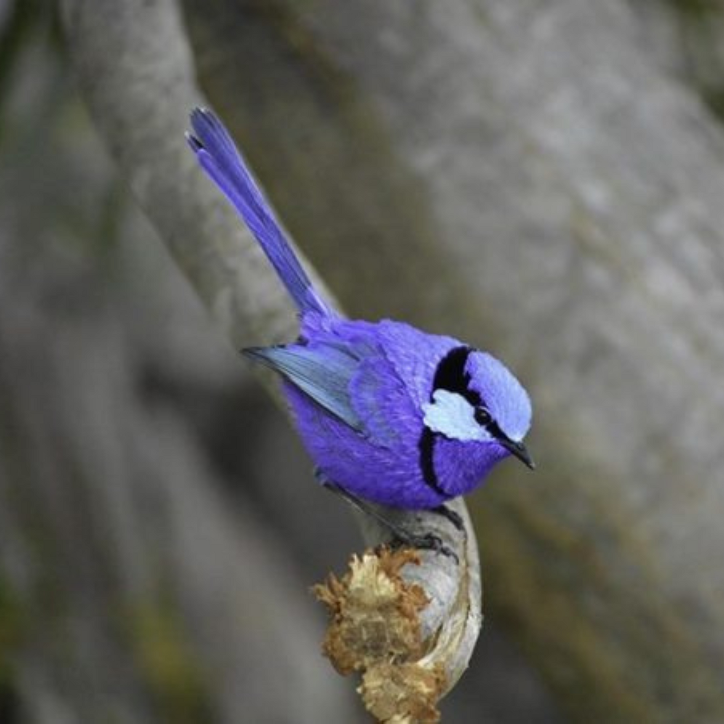 Earlwood Mesh Ripstop Combo FAIRY WREN