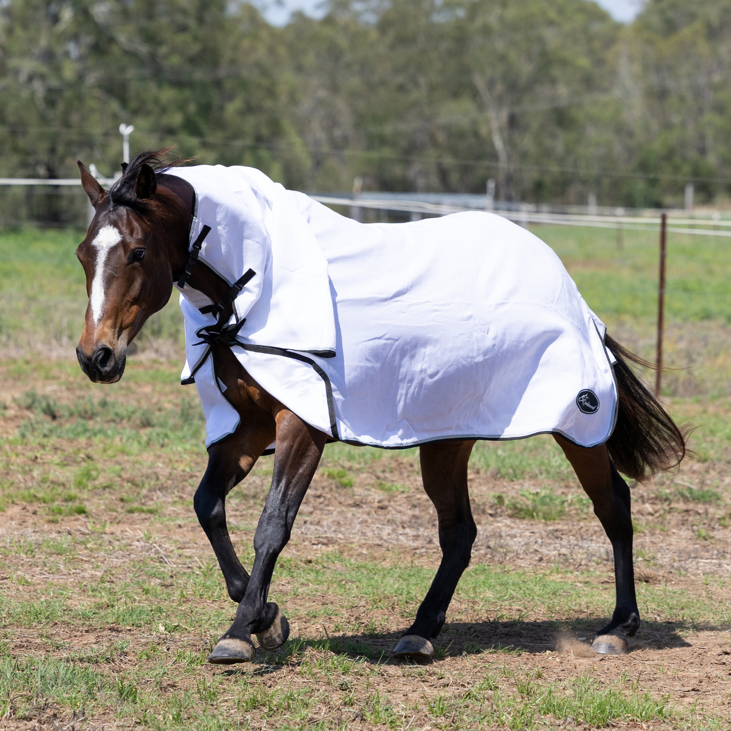 Earlwood Flag Combo - Magpie