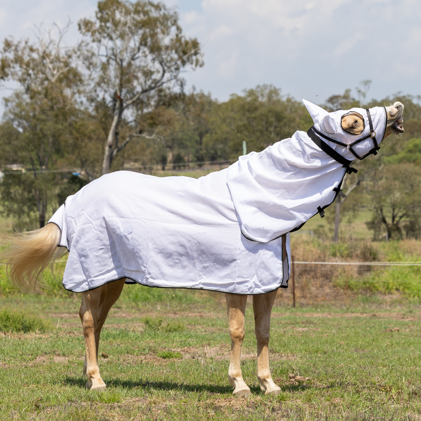 Earlwood Hooded Flag Combo - Magpie
