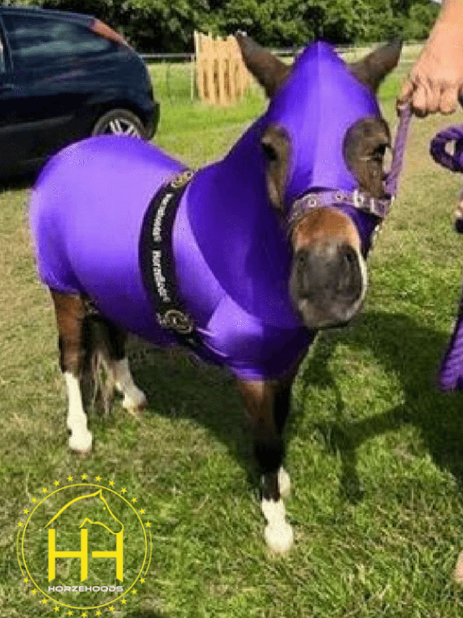 Horse wearing Mini HorzeBodz in Purple