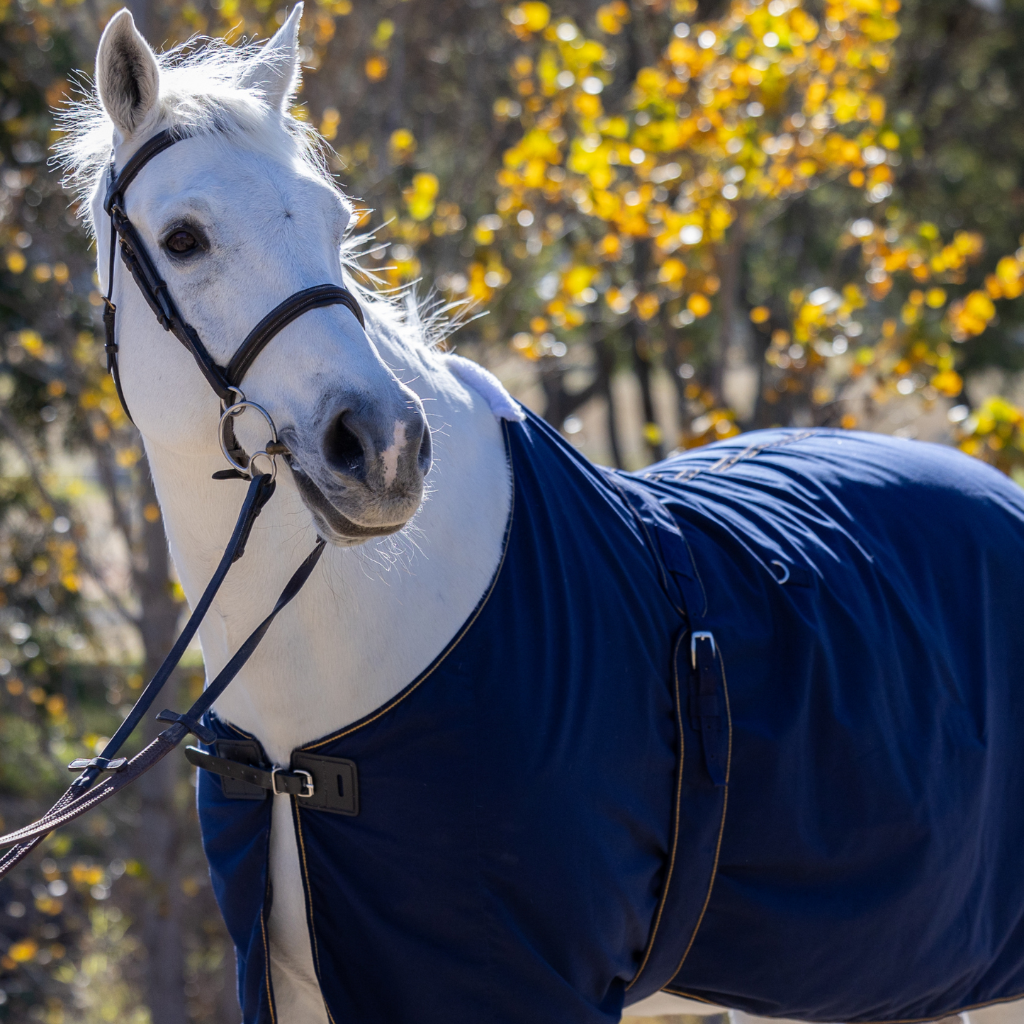 Earlwood Navy-GOLD Cotton Show Rug & Tail Bag