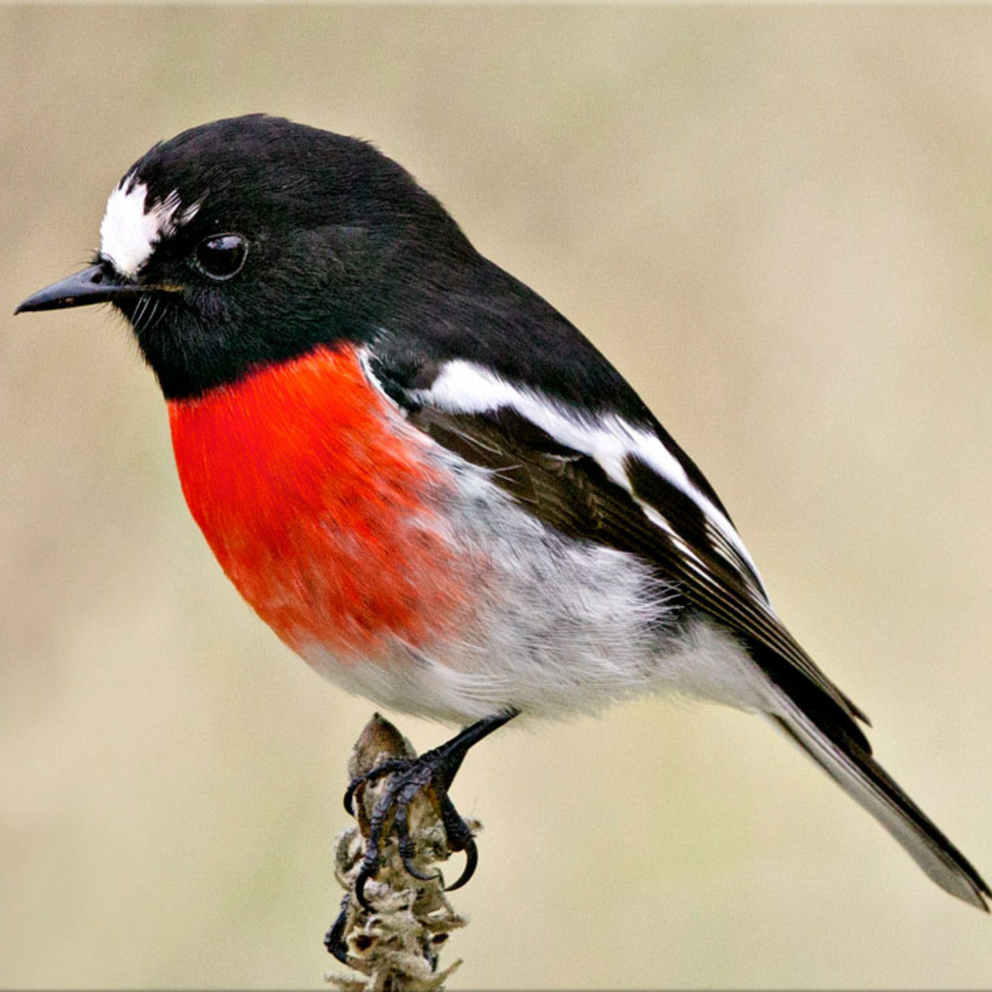 Earlwood Mesh Ripstop Combo SCARLET ROBIN