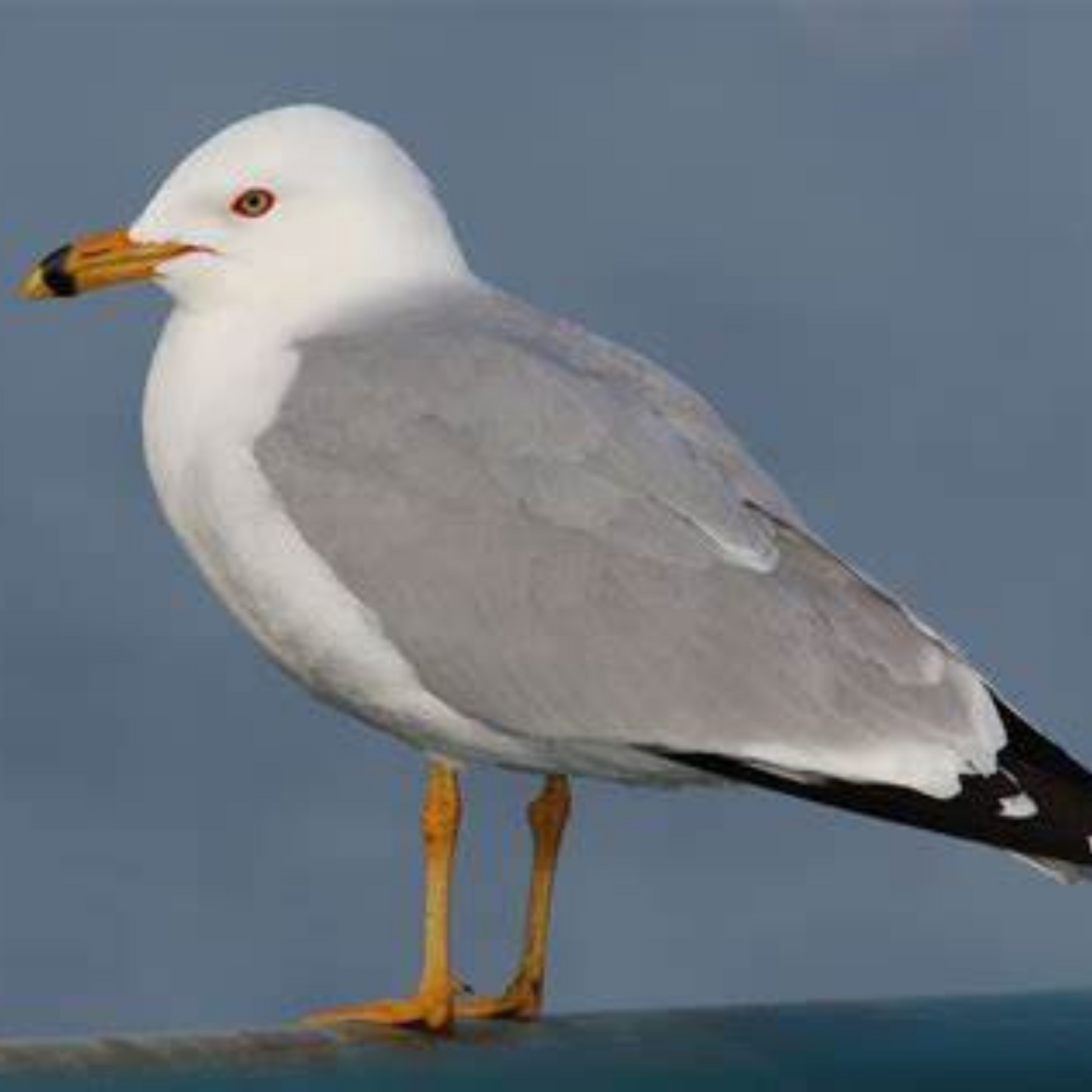Earlwood Mesh Ripstop Combo SEAGULL