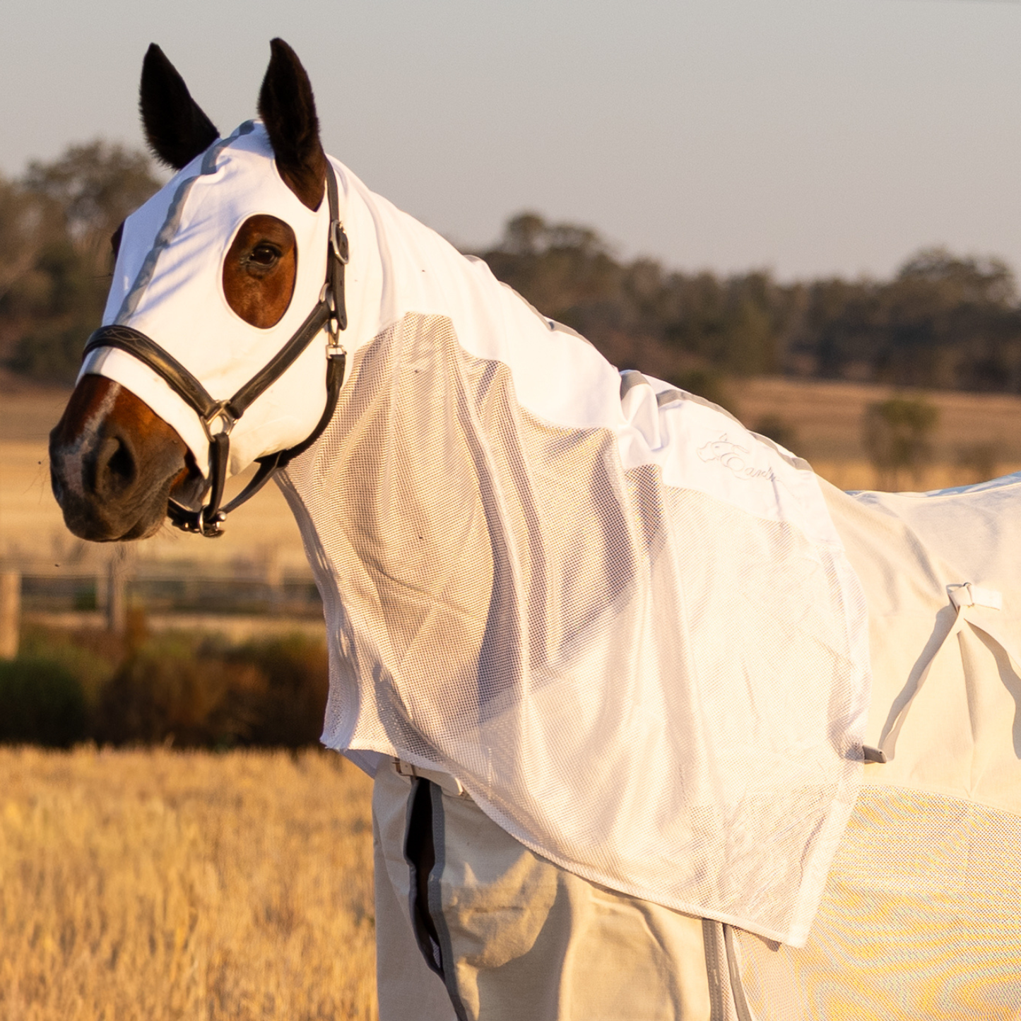 PREORDER Earlwood Seagull MESH Hood