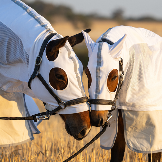 PREORDER Earlwood Seagull MESH Hood