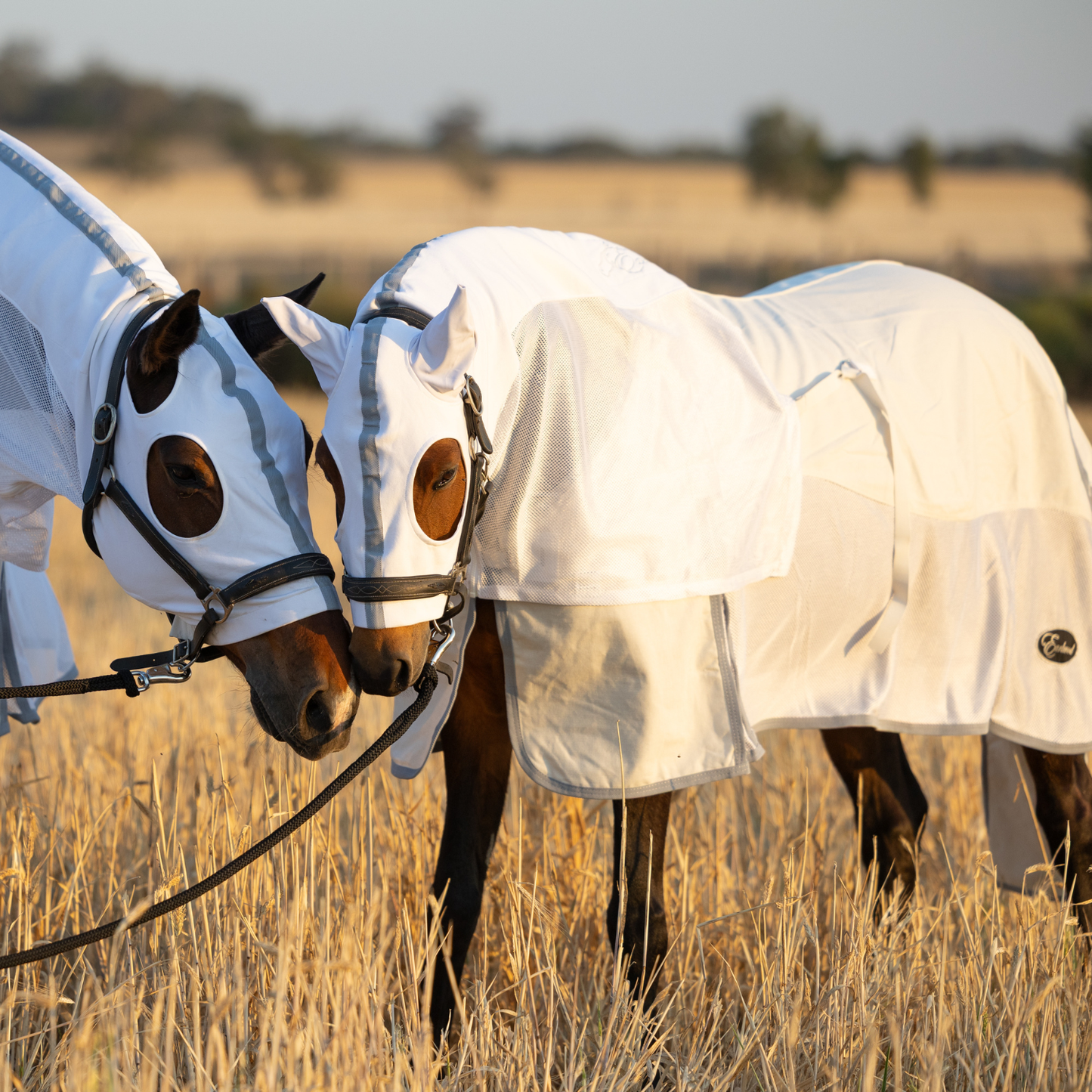 PREORDER Earlwood Seagull Mesh Ripstop Rug