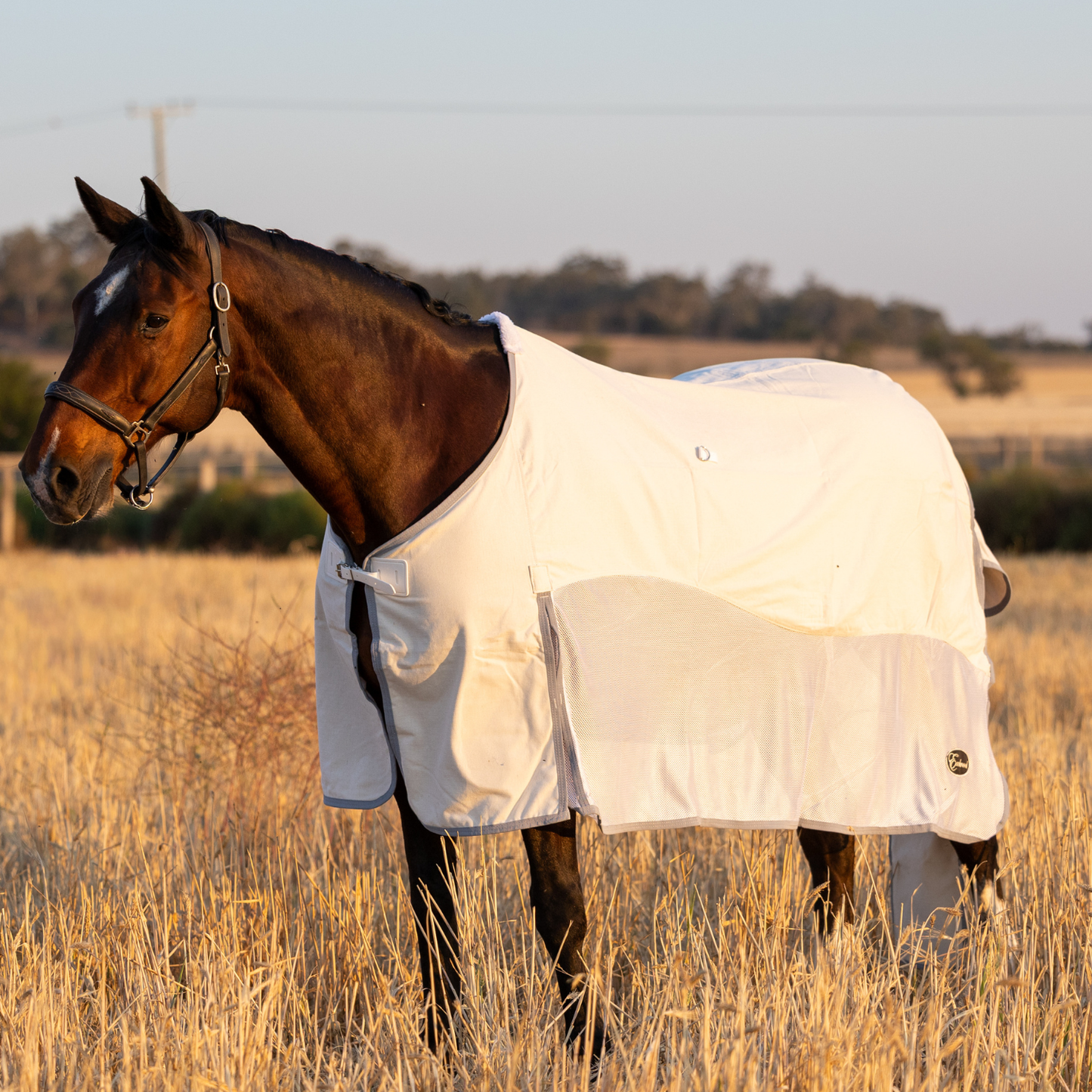 PREORDER Earlwood Seagull Mesh Ripstop Rug