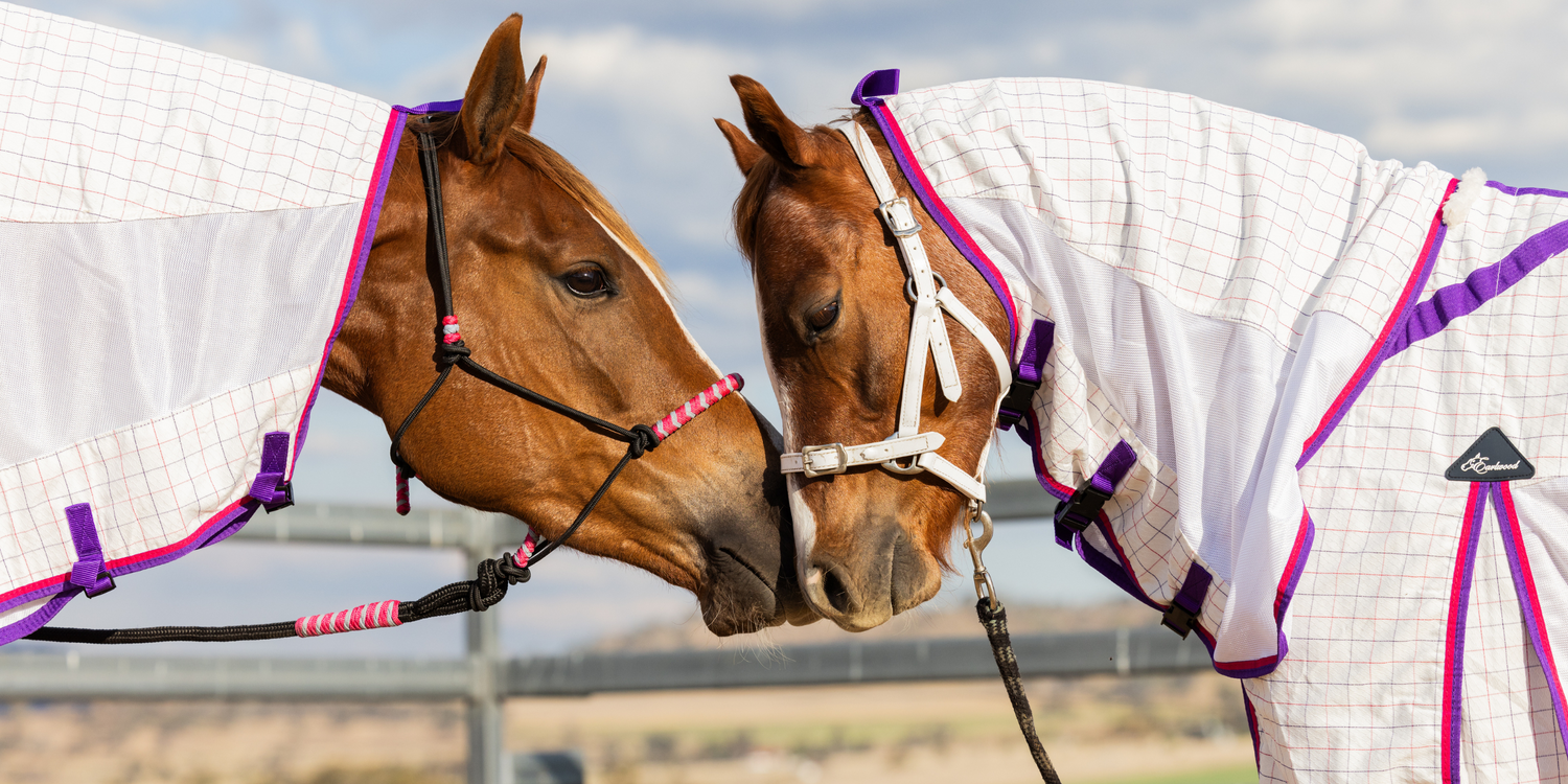 Horse Clothing - Turnout Sheets - Page 1 - Do Trot In Tack Shop