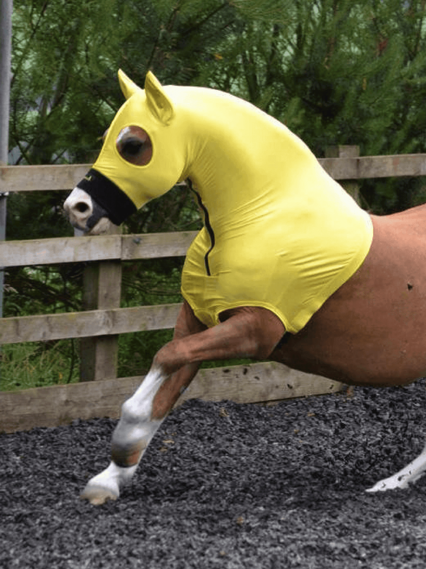 Horse wearing Banana HorzeHood with EARS for BIG Horses