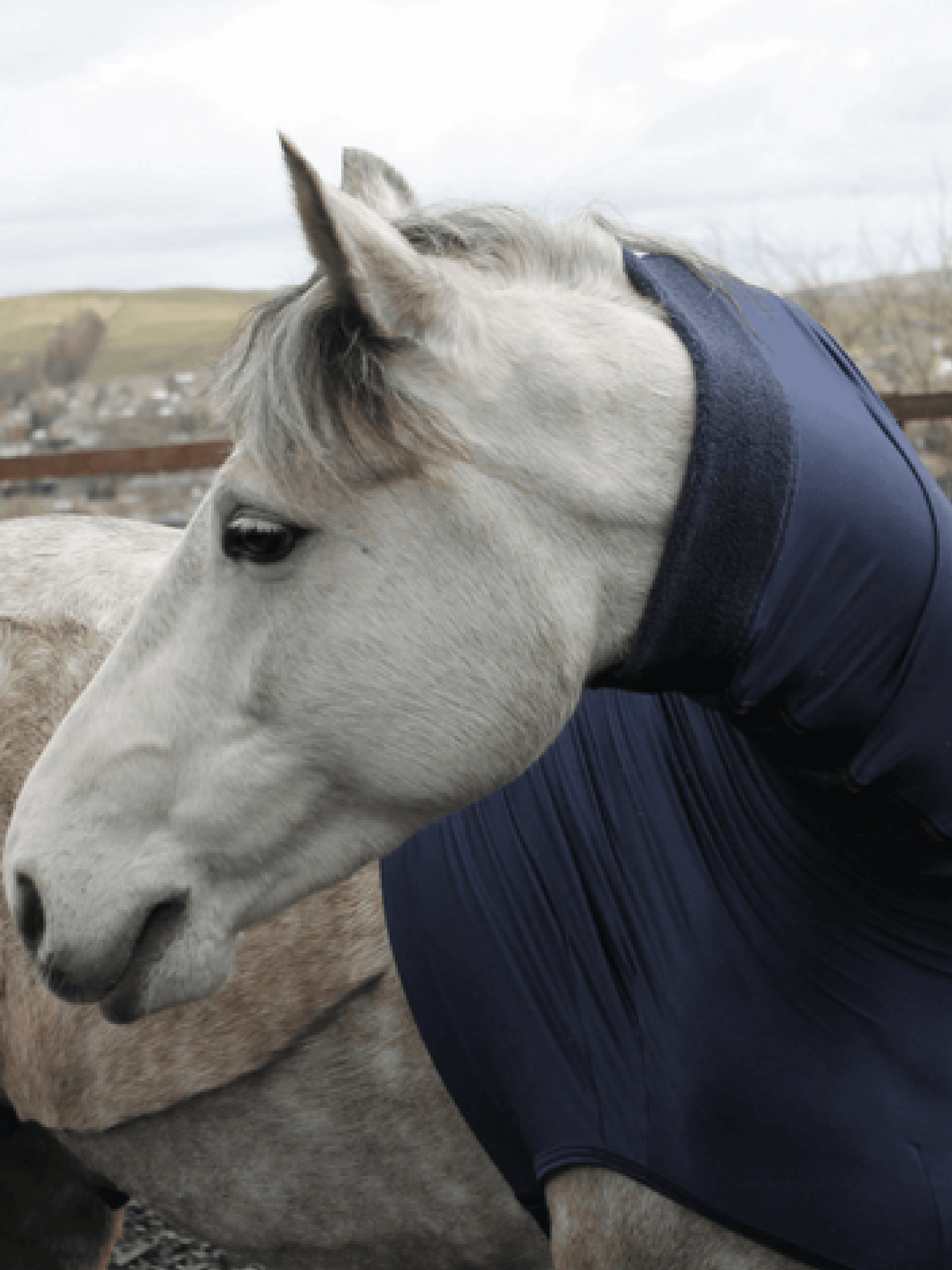 Horse wearing Headless HorzeHood in Navy