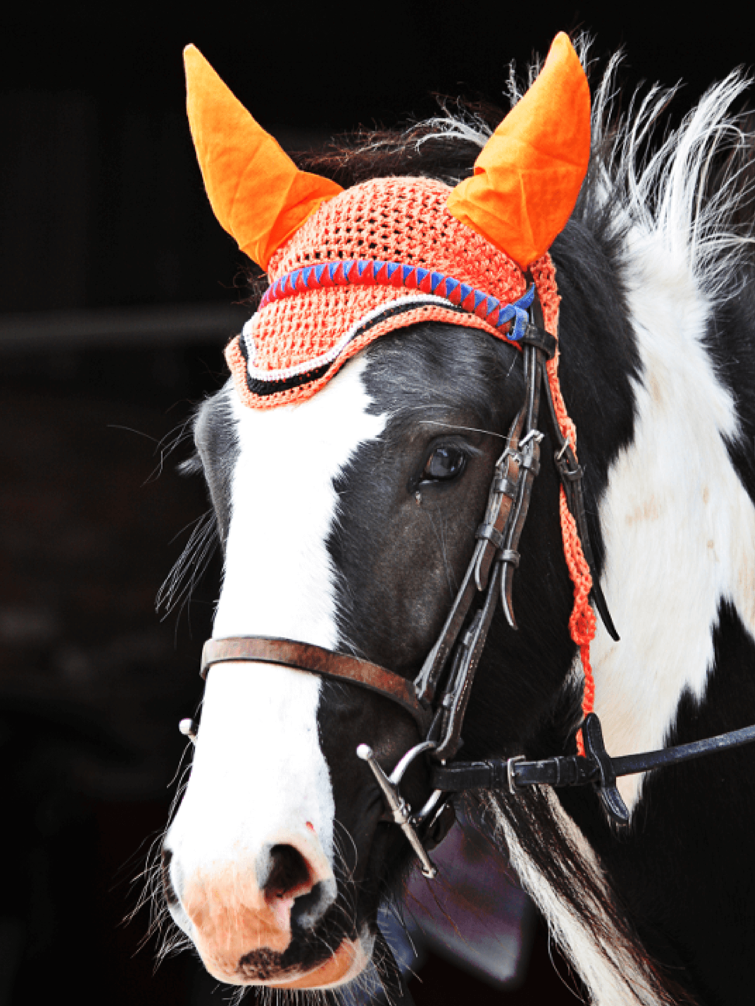 Horse wearing Orange HorzeHood Bonnets/Fly Veils