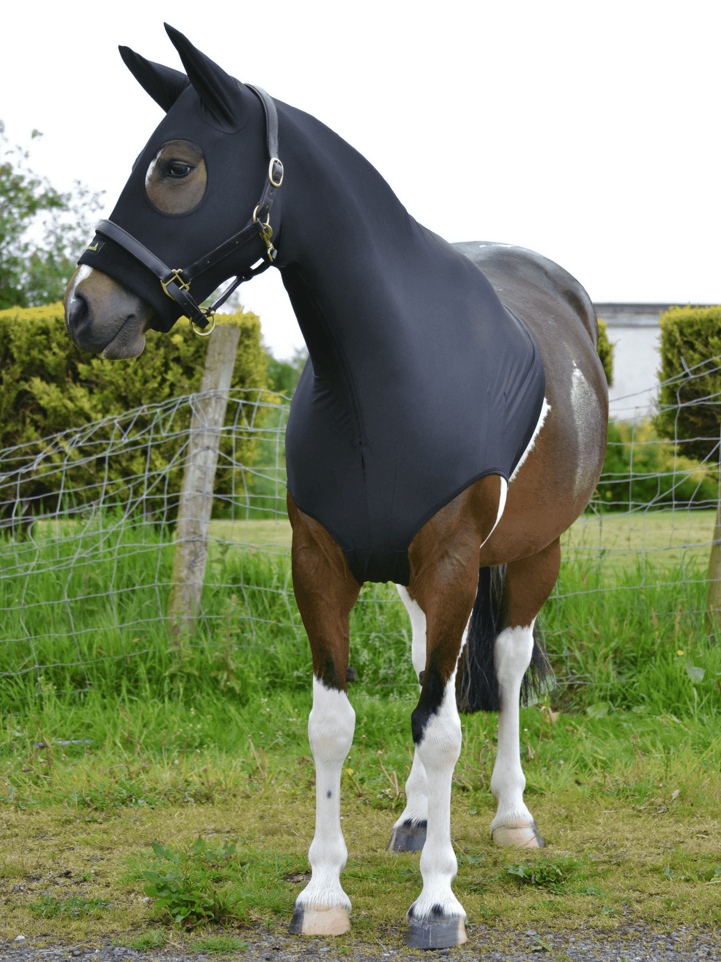 Horse wearing Black HorzeHood with EARS for BIG Horses