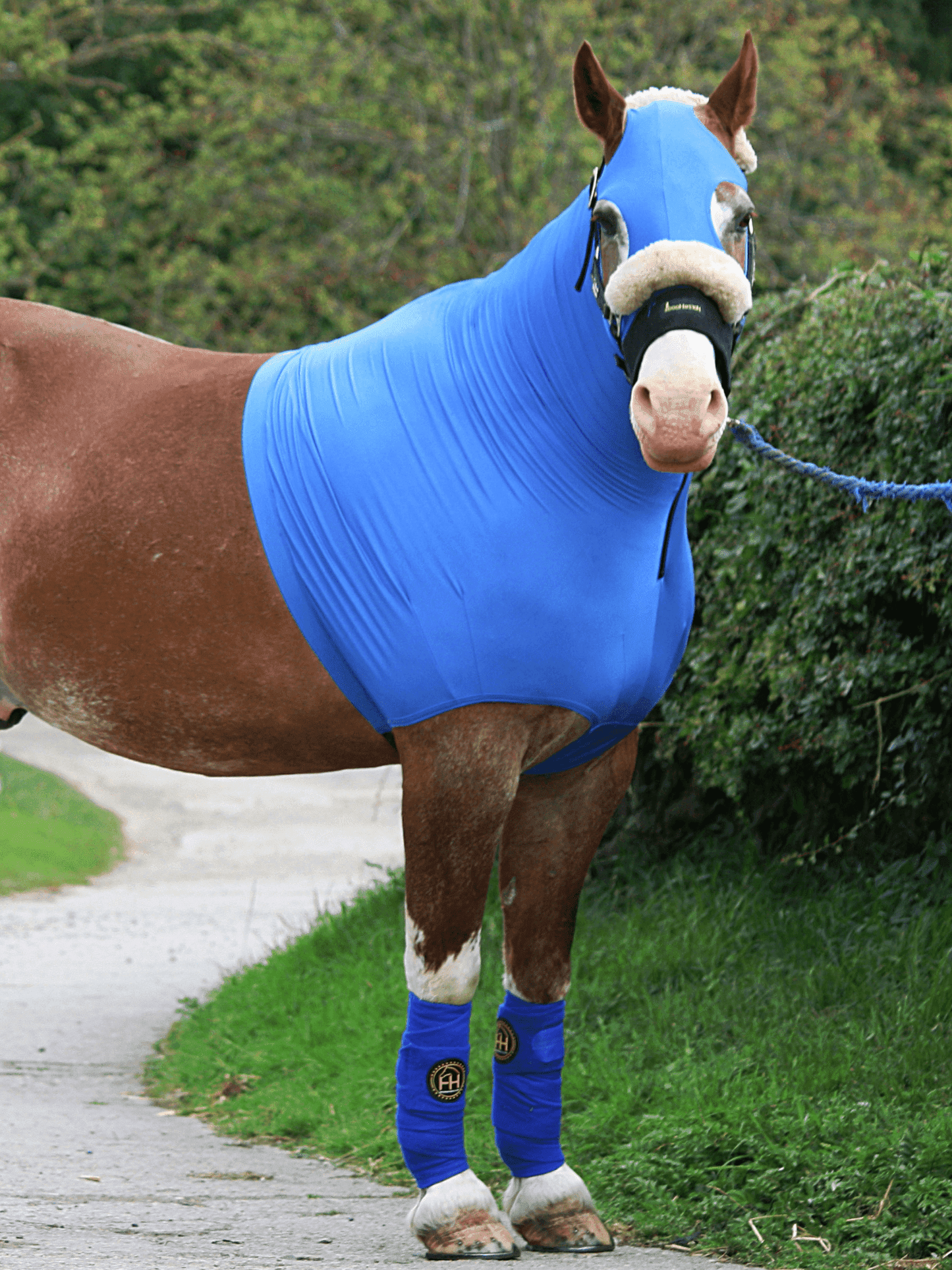 Horse wearing Blue HorzeHood with NO EARS for BIG Horses