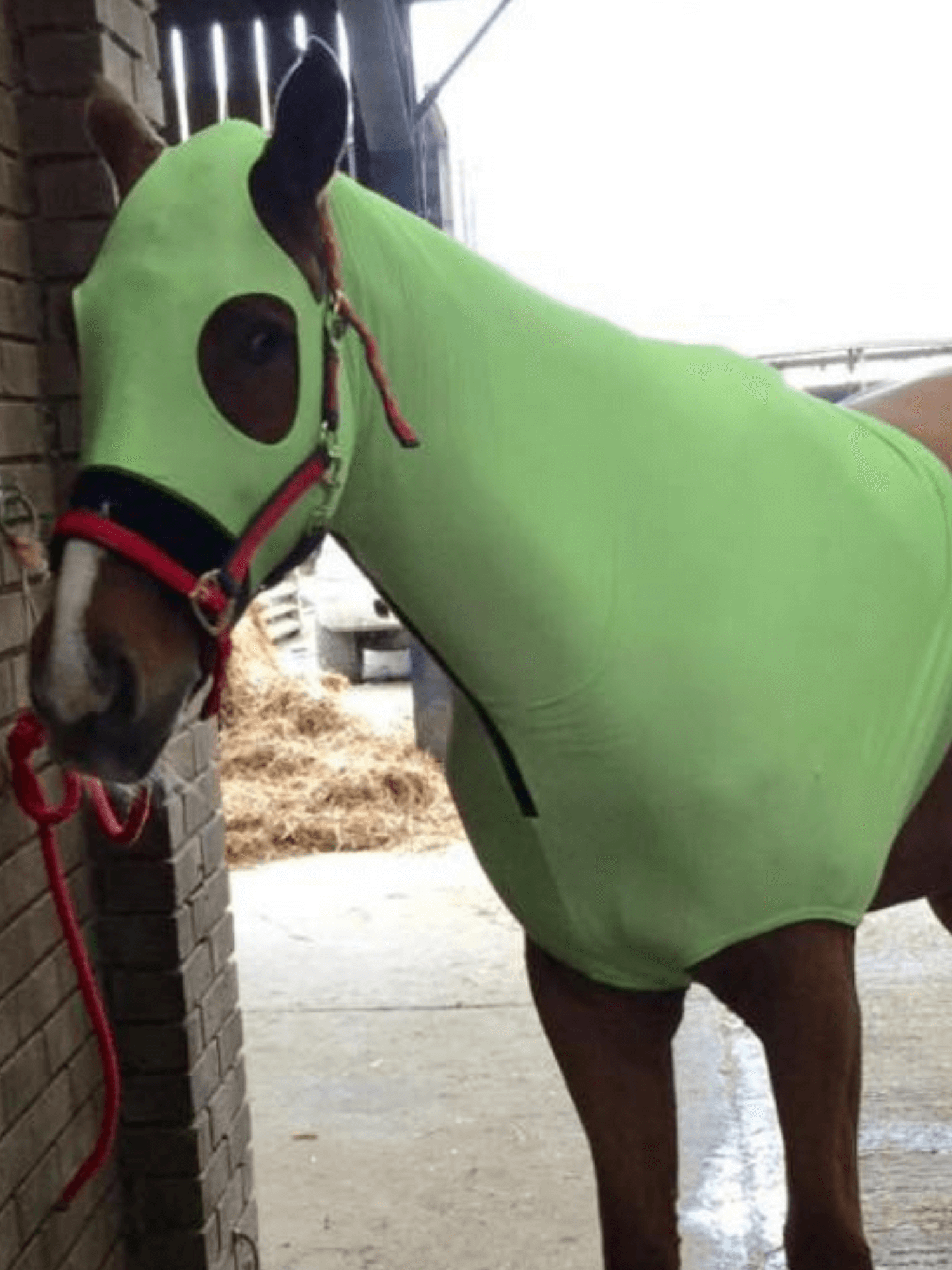 Horse wearing Green HorzeHood with NO EARS for BIG Horses