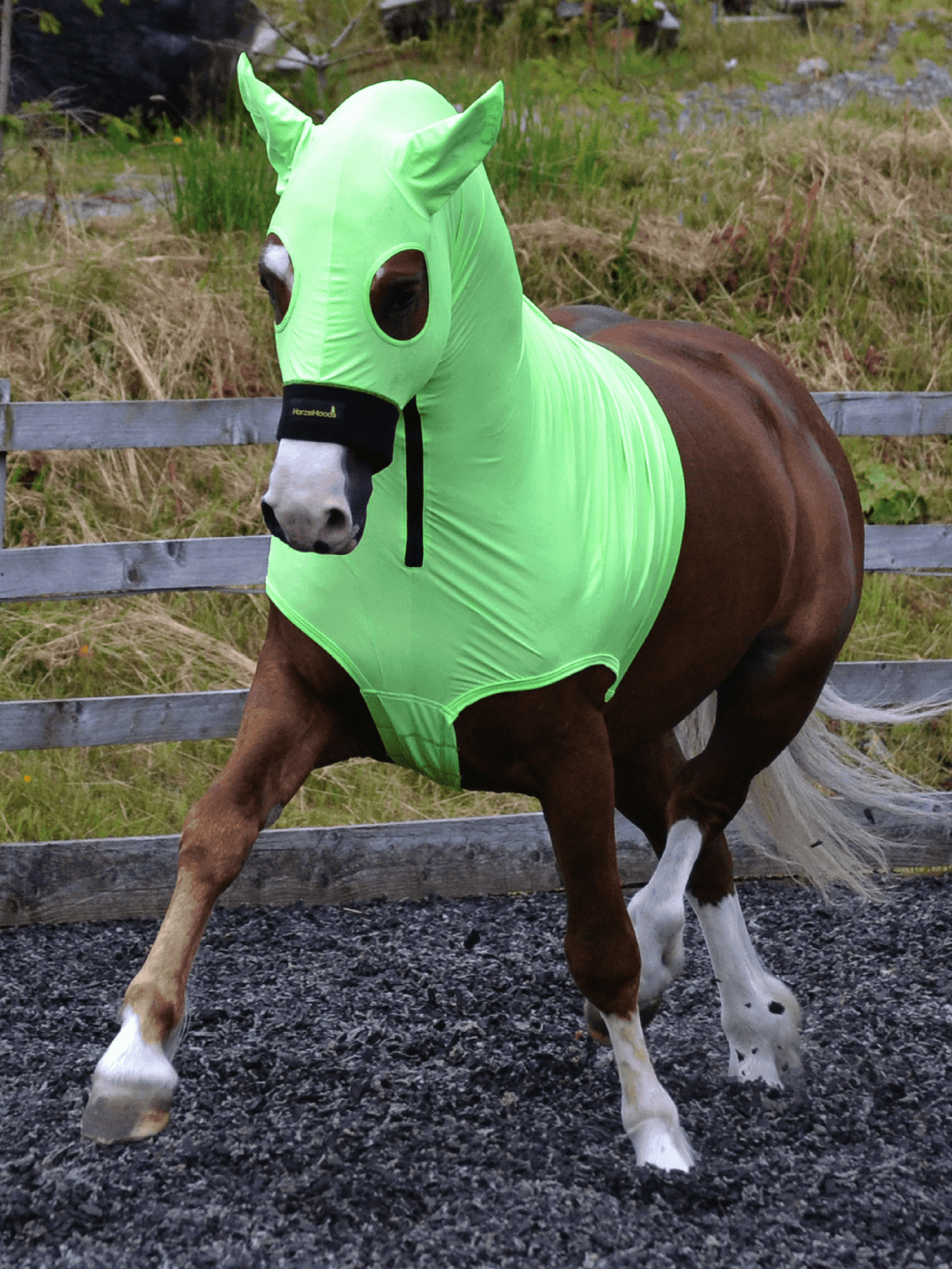 Horse wearing Green HorzeHood with EARS for BIG Horses