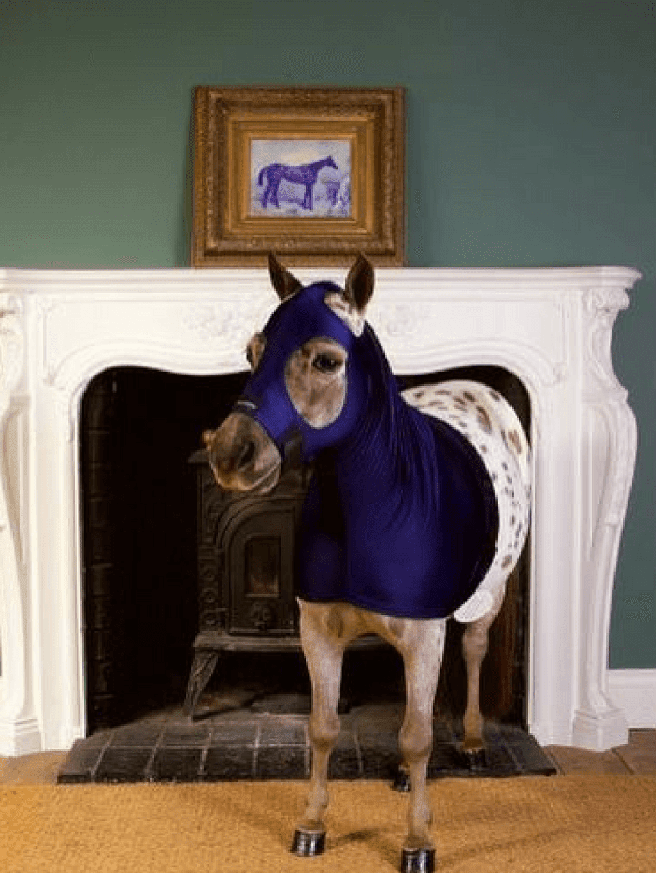 Horse wearing Navy Horzehoods MINI