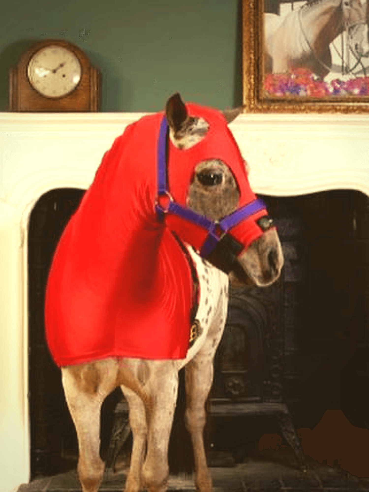 Horse wearing Red Horzehoods MINI