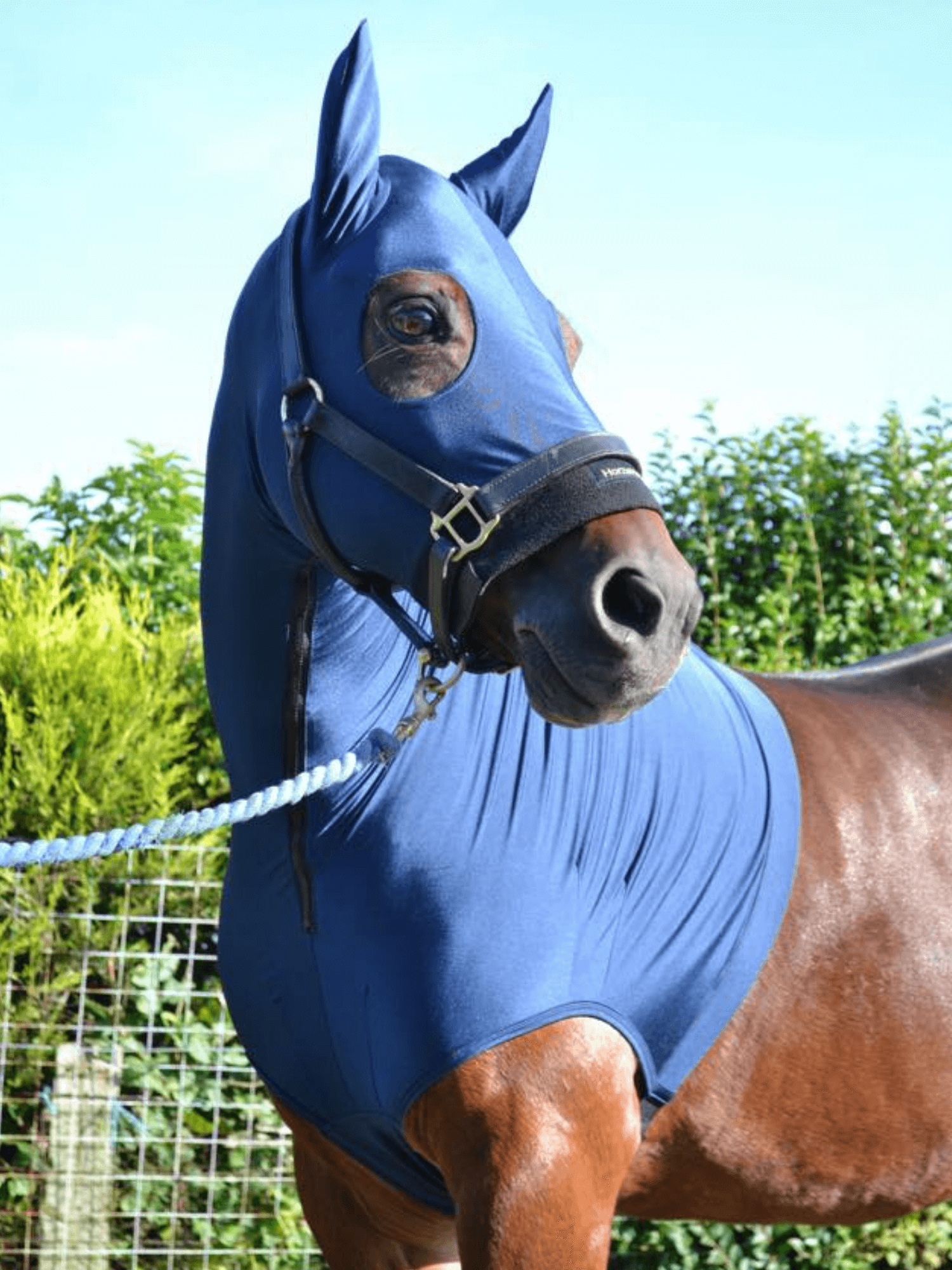 Horse wearing Navy HorzeHood WITH EARS