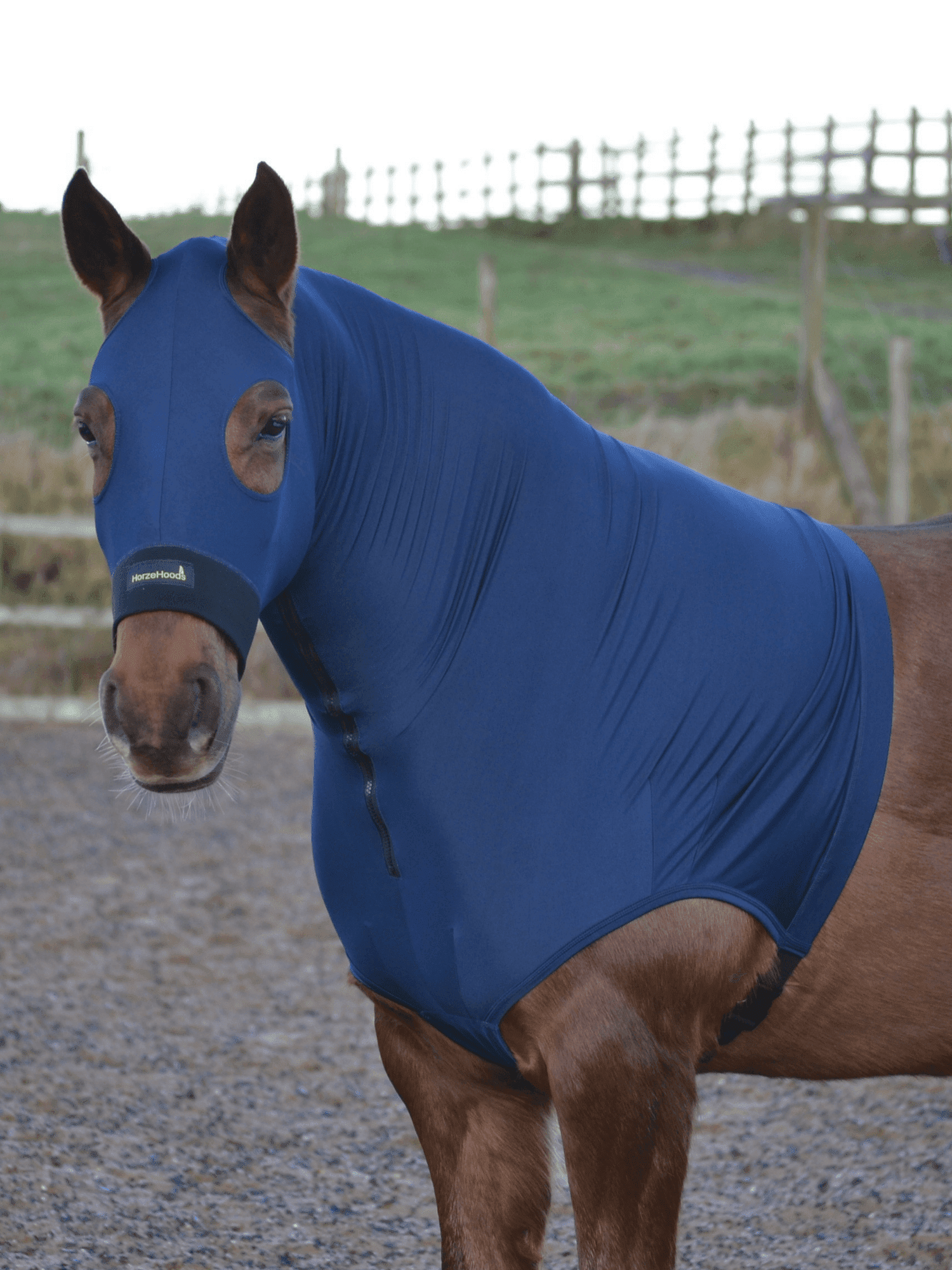 Horse wearing Navy HorzeHood with NO EARS for BIG Horses