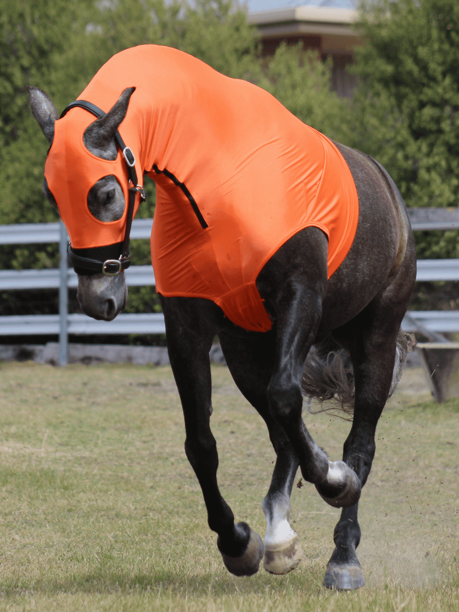 Horse wearing Orange HorzeHood with NO EARS for BIG Horses