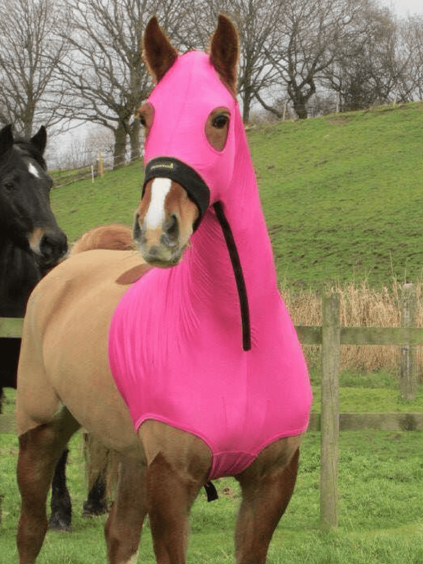 Horse wearing Pink HorzeHood with NO EARS for BIG Horses