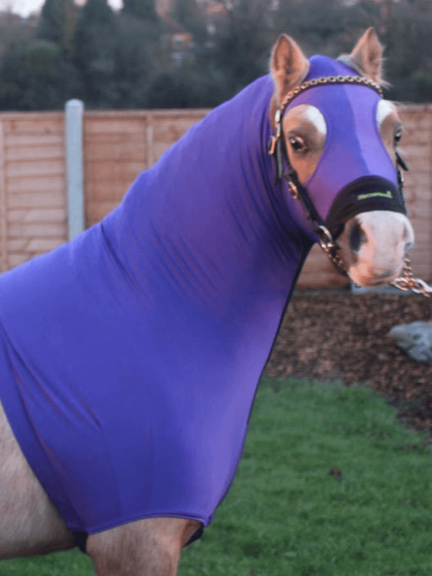 Horse wearing Purple HorzeHood with NO EARS for BIG Horses